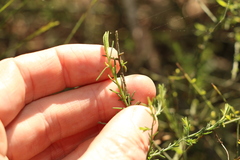 Maireana microphylla