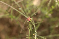 Maireana microphylla