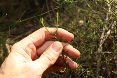 Maireana microphylla