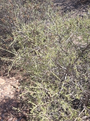 Adenocarpus telonensis