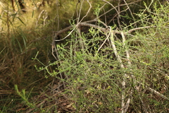 Maireana microphylla