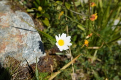 Leucanthemopsis