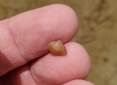 Polymesoda floridana