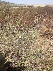 Adenocarpus telonensis