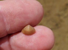 Polymesoda floridana