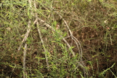 Maireana microphylla