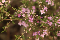Boronia glabra