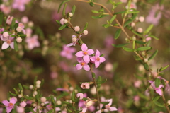 Boronia glabra
