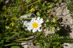 Leucanthemopsis