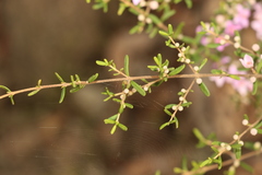 Boronia glabra