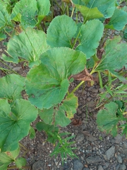 Petasites radiatus