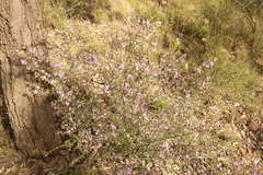 Boronia glabra