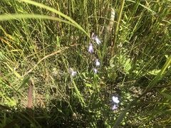 Lobelia kalmii