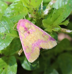 Psectrotarsia suavis