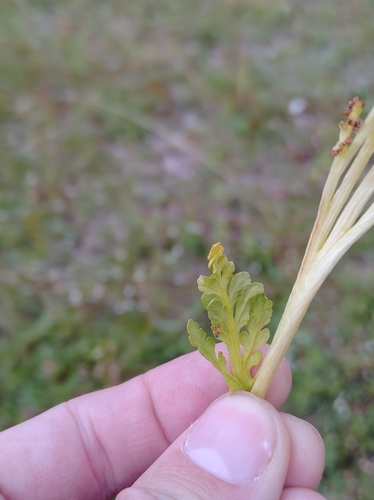 Image of Botrychium michiganense by no rights reserved