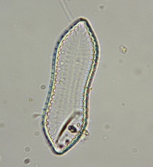 Surirella librile