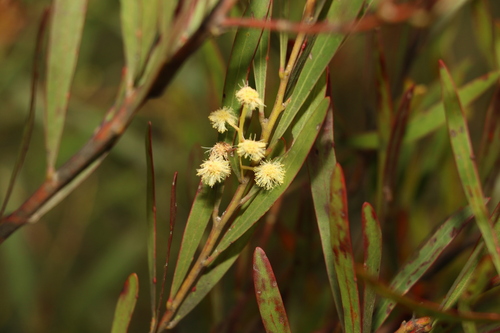 Stony Ridge Wattle (Acacia semirigida)