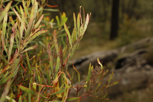 Image of Acacia semirigida by (c) Greg Tasney, some rights reserved (CC BY-SA)