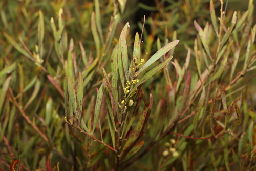 Image of Acacia semirigida by (c) Greg Tasney, some rights reserved (CC BY-SA)