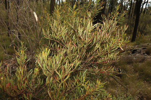 Image of Acacia semirigida by (c) Greg Tasney, some rights reserved (CC BY-SA)