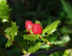 Plagiotrochus quercusilicis