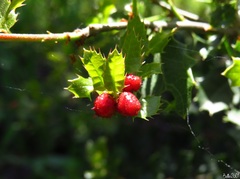 Plagiotrochus quercusilicis