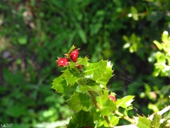 Plagiotrochus quercusilicis