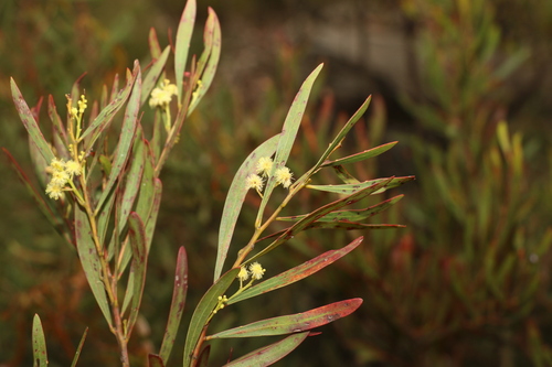 Image of Acacia semirigida by (c) Greg Tasney, some rights reserved (CC BY-SA)