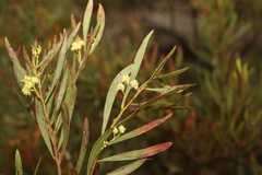 Acacia semirigida