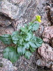 Senecio rapifolius