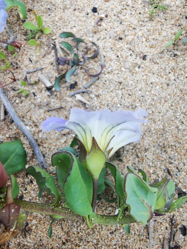 Image of Nolana paradoxa by (c) Jorge Herreros de Lartundo, some rights reserved (CC BY)
