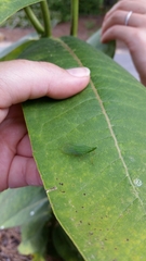 Rhynchomitra
