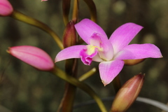 Cattleya rupestris