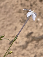Ipomopsis longiflora
