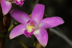Cattleya rupestris