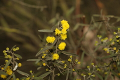 Acacia ixiophylla