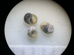 Pyrgulopsis neritella