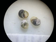 Pyrgulopsis neritella