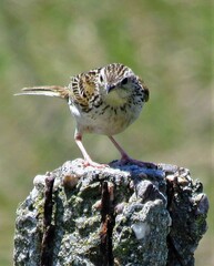 Anthus hellmayri