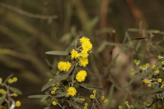 Acacia ixiophylla