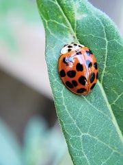 Harmonia axyridis