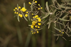 Acacia ixiophylla