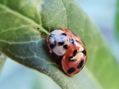 Harmonia axyridis