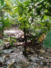 Theobroma cacao