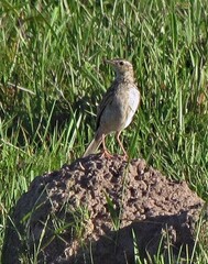 Anthus hellmayri