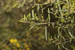 Acacia ixiophylla