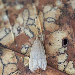 Lecithocera tridentata