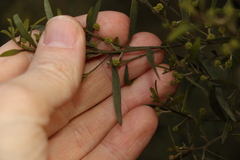 Acacia ixiophylla