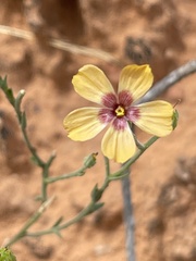 Linaceae