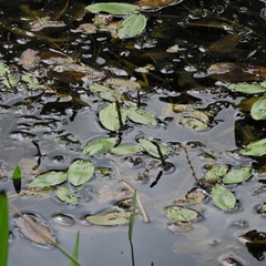 Potamogeton natans